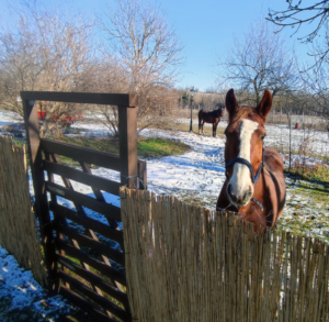 Minor Major Vendégház, lovak, program, Igali Gyógyfürdő