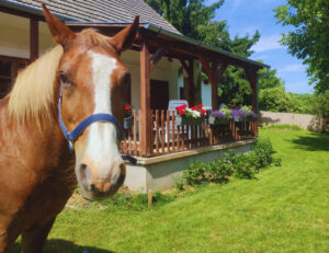 Minor Major Vendégház, lovak, program, Igali Gyógyfürdő