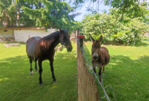 Minor Major Vendégház, lovak, program, Igali Gyógyfürdő