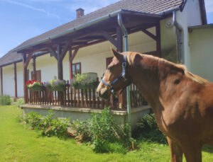 Minor Major Vendégház, lovak, program, Igali Gyógyfürdő