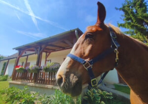 Minor Major Vendégház, lovak, program, Igali Gyógyfürdő