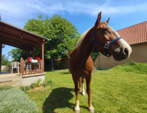 Minor Major Vendégház, lovak, program, Igali Gyógyfürdő