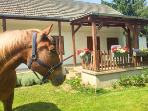 Minor Major Vendégház, lovak, program, Igali Gyógyfürdő